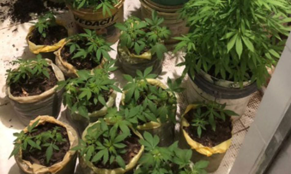 PM prende homem e apreende 35 pés de maconha em Lençóis