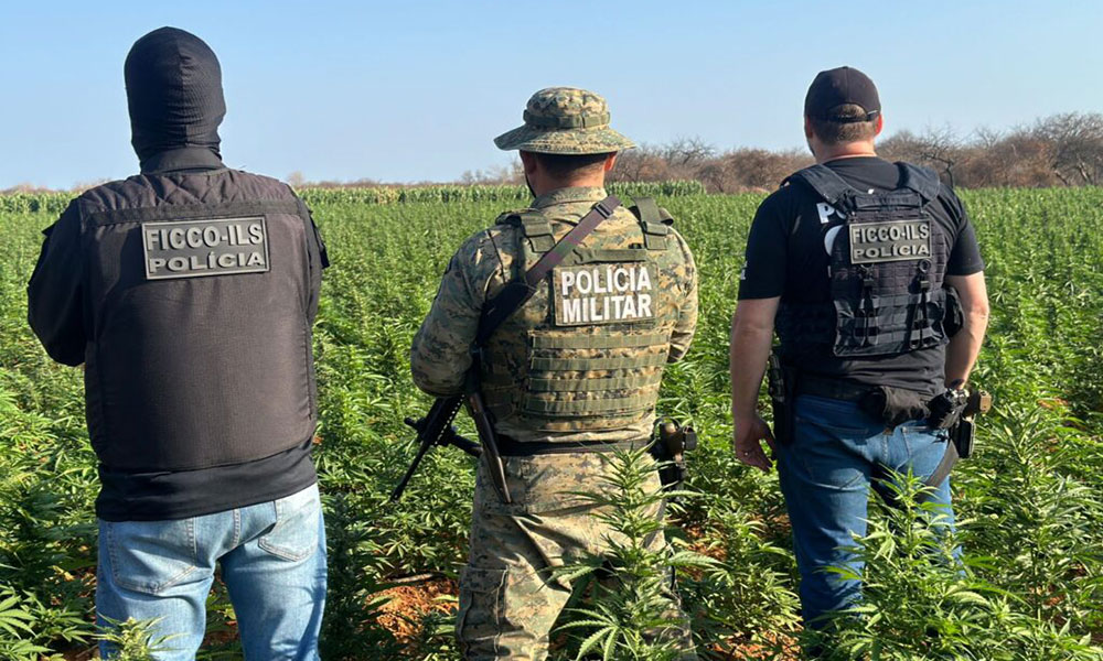 Na mesma semana, FICCO e PM encontram segundo laboratório de maconha em Irecê