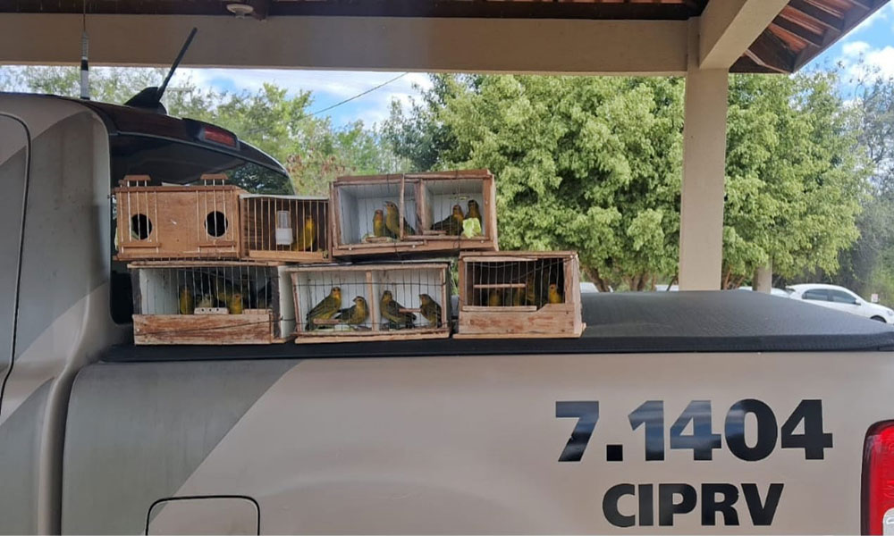 PRE apreende 48 aves silvestres na BA-262, em Vitória da Conquista