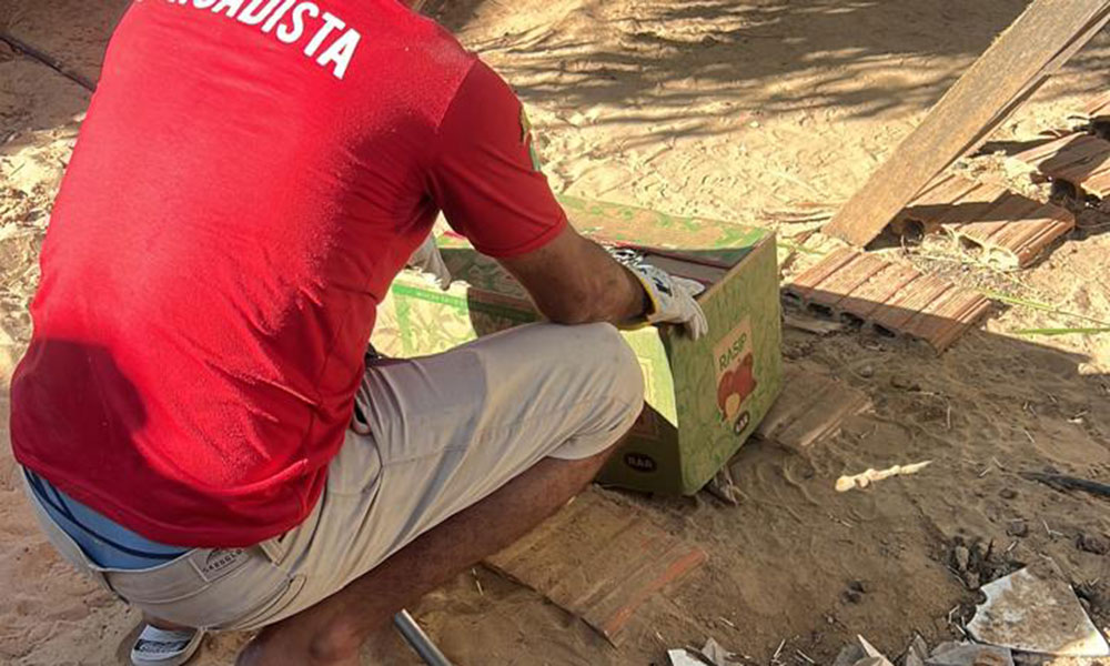 Brigadistas resgatam porco-espinho em Livramento de Nossa Senhora