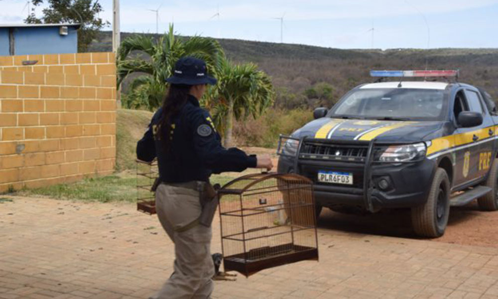 Operação resgata aves silvestres e reforça o combate ao comércio ilegal em Caetité
