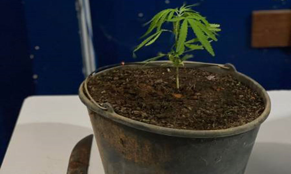 PM apreende planta semelhante a maconha e recupera veículo furtado em Livramento de Nossa Senhora