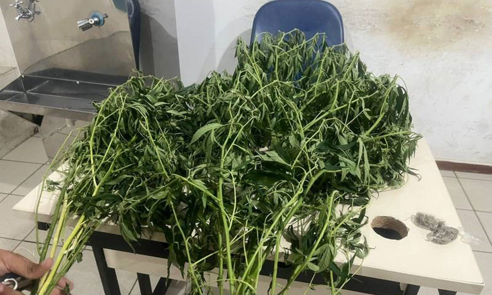 PM apreende dois pés de maconha em Encruzilhada