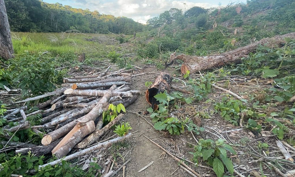 Em ação conjunta, FICCO prende liderança de organização criminosa e desarticula carvoaria Ilegal no sul da Bahia