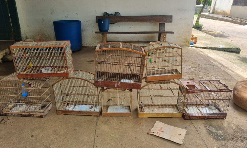 Secretaria de meio ambiente apreende 16 aves em Vitória da Conquista