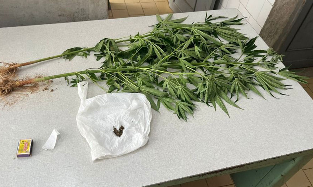 Mulher é detida cultivando plantas de maconha em Macaúbas