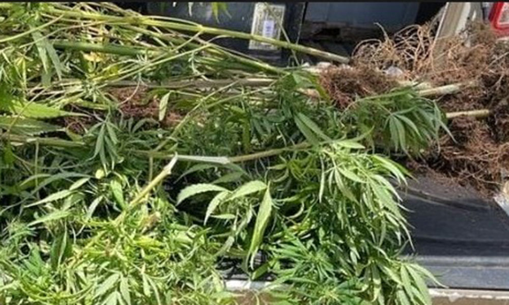 PM apreende pés de maconha em Lafaiete Coutinho