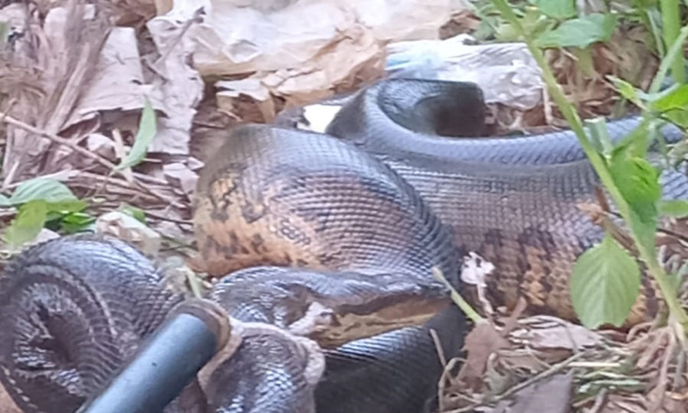 PM resgata cobra do tipo sucuri no bairro de Mussurunga, em Salvador