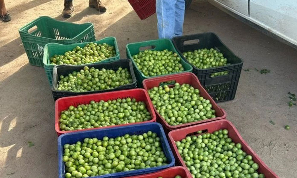 Safra abundante de umbu impulsiona renda de agricultores familiares na Bahia