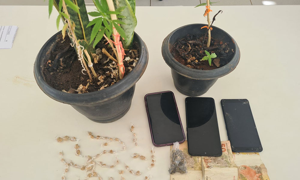 Polícia Militar apreende pés de maconha, drogas e prende traficantes em Caetité