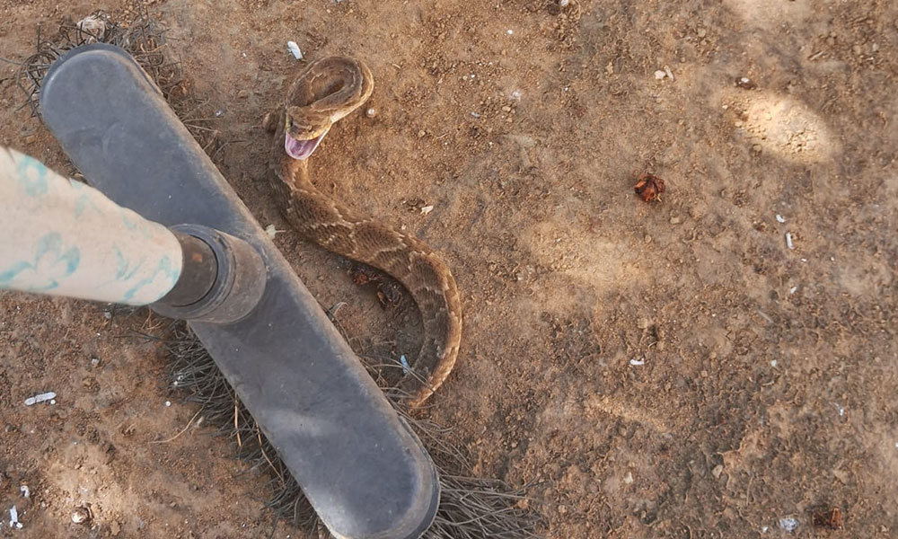 Cobra boipeba é capturada pela GASA em Livramento de Nossa Senhora