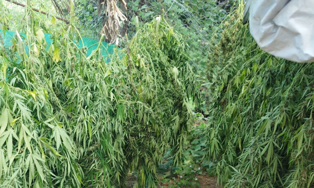 Polícia Federal deflagra operação em combate ao plantio de maconha no norte da Bahia