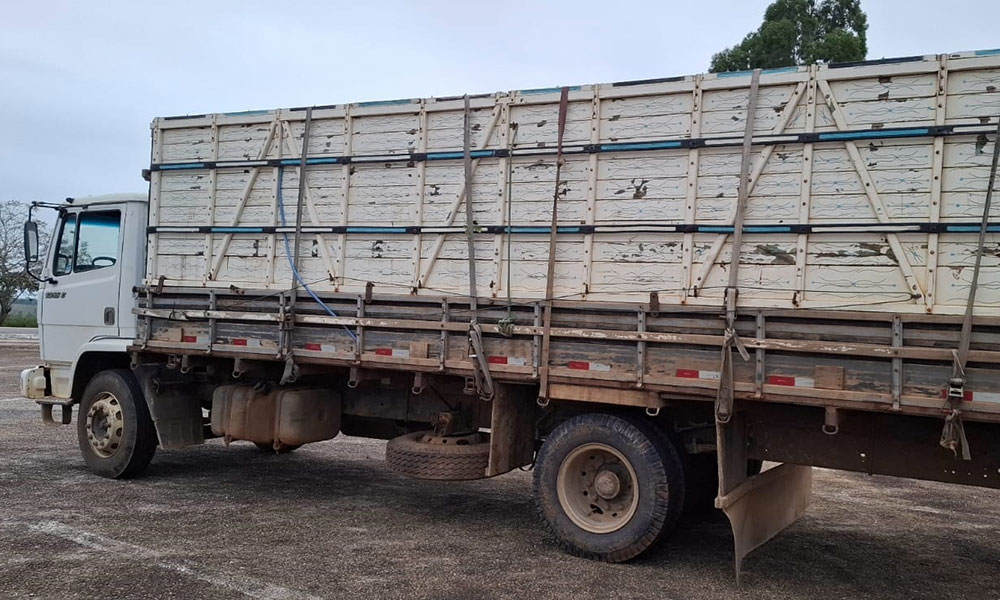 CIPRv apreende veículo com transporte irregular de bovinos em Vitória da Conquista