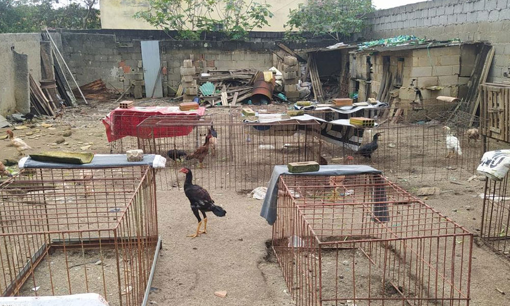 Dono de bar é preso em flagrante por manter rinha de galo e arma ilegal em Planalto