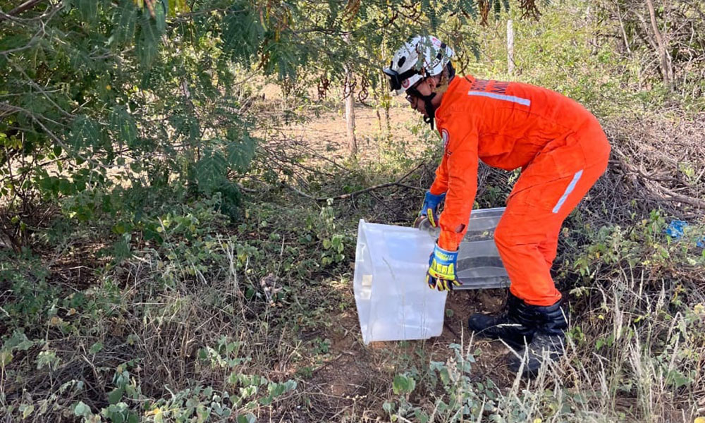 Cobra é capturada por bombeiros de Bom Jesus da Lapa