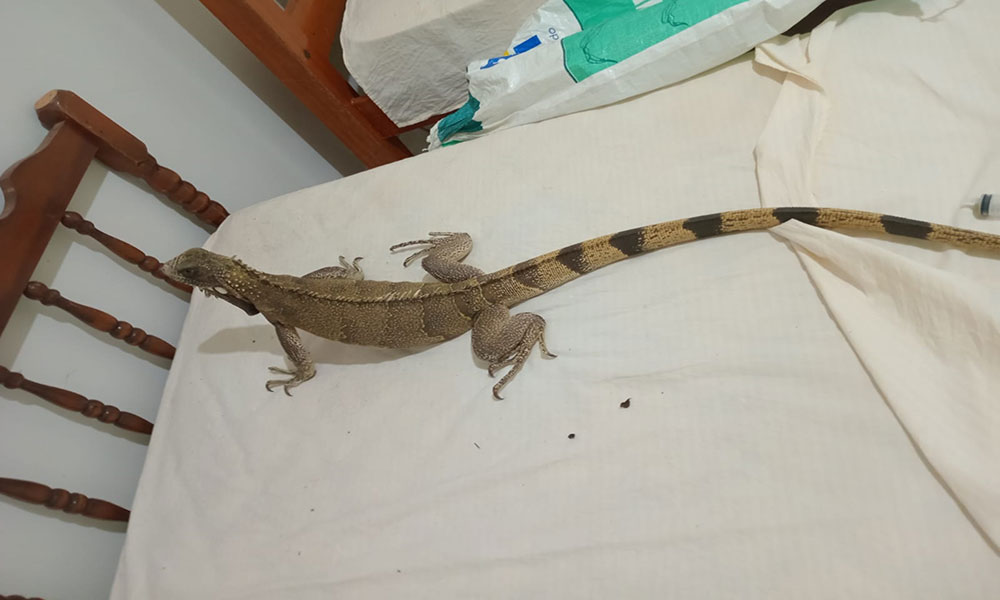 Iguana Caraibas é resgatada pela GASA em Livramento de Nossa Senhora