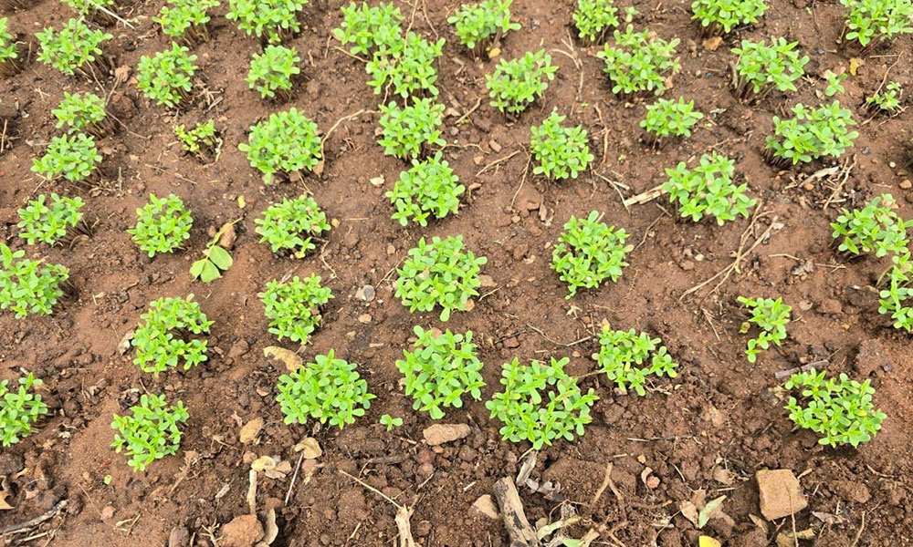 Polícia Civil desarticula plantação de maconha e prende quatro homens na zona rural de Uauá