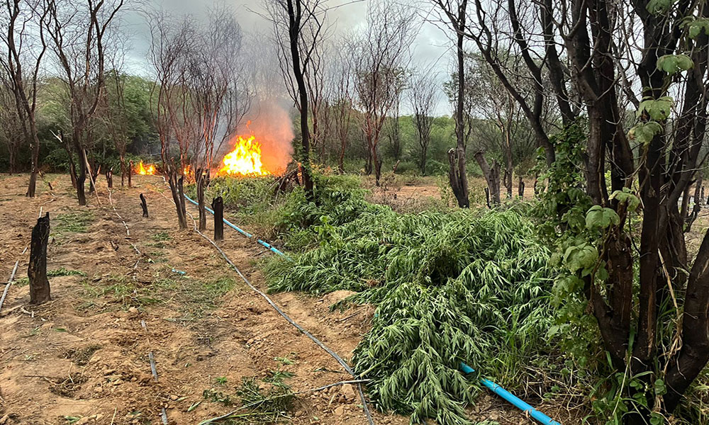 PM erradica mais de 104 mil pés de maconha em Curaçá