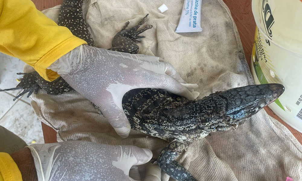 Teiú ferido por incêndio é resgatado pela Brigada GASA em Livramento de Nossa Senhora