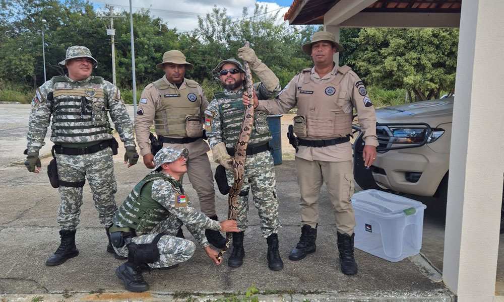 CIPRv resgata jiboia na BA-262 em Vitória da Conquista