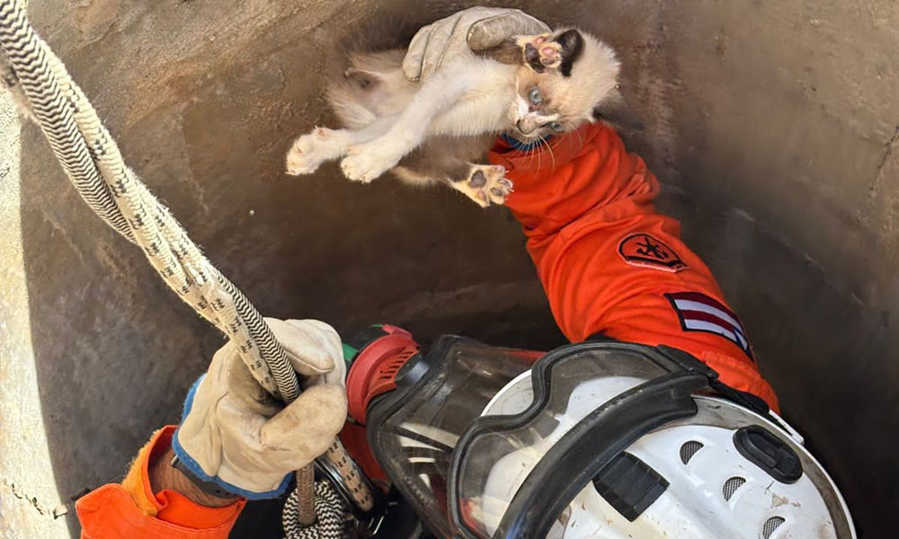 Gato preso em poço de 15 metros mobiliza bombeiros em Bom Jesus da Lapa