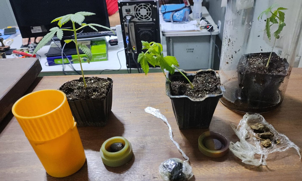 CIPRv apreende maconha e plantas da droga na BA-026 em Tanhaçu