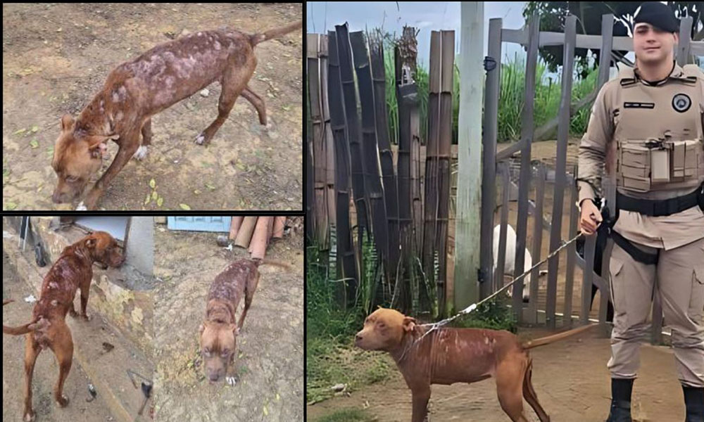 Policiais da 78ª CIPM resgatam cadela vítima de maus-tratos em Vitória da Conquista