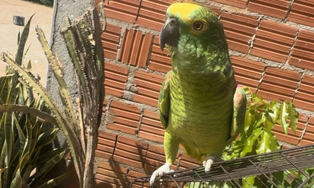 Caçador é preso em flagrante por crime ambiental e posse ilegal de arma em Santa Rita de Cássia