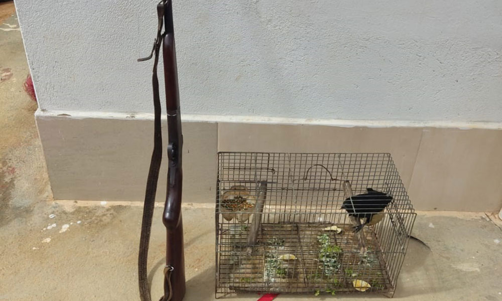 CIPPA Lençóis apreende arma de fogo e resgata ave silvestre em Livramento de Nossa Senhora