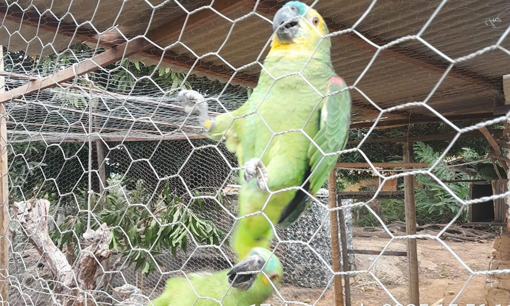 Cippa Lençóis flagra criação ilegal de animais silvestres em Livramento de Nossa Senhora