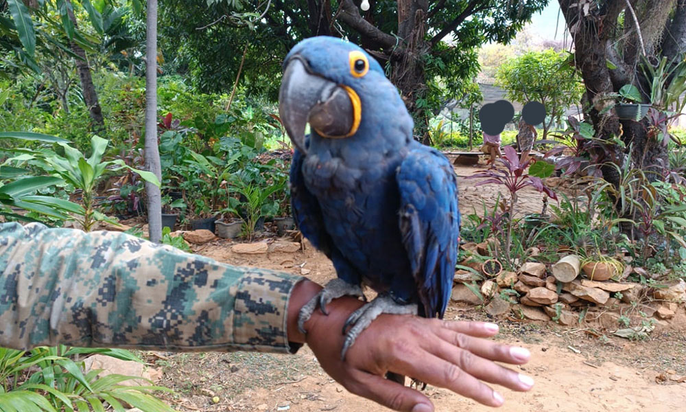 Cippa Lençóis flagra criação ilegal de animais silvestres em Livramento de Nossa Senhora