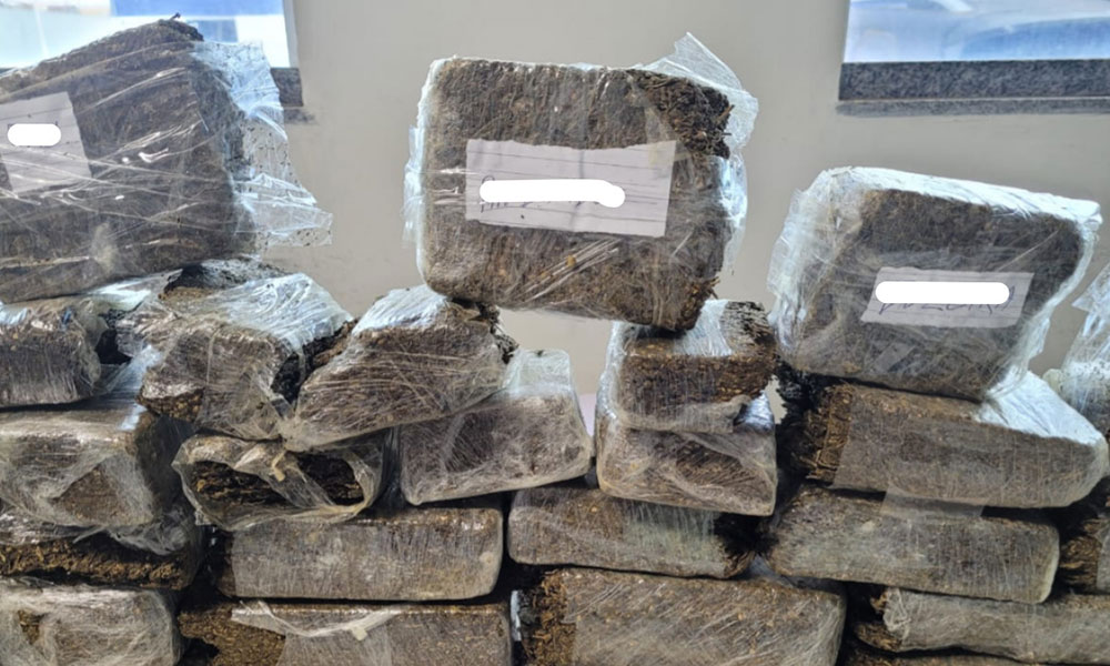 Polícia Civil apreende 13 kg de maconha em área de mata em Barra do Choça