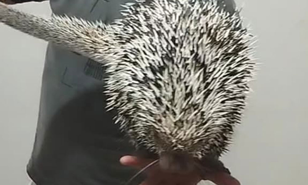 Ouriço-cacheiro é resgatado pela GASA em Livramento de Nossa Senhora