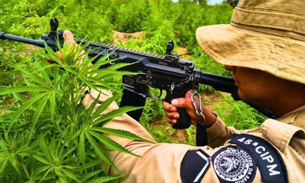Polícia Militar erradica mais de 45 mil pés de maconha em Curaçá