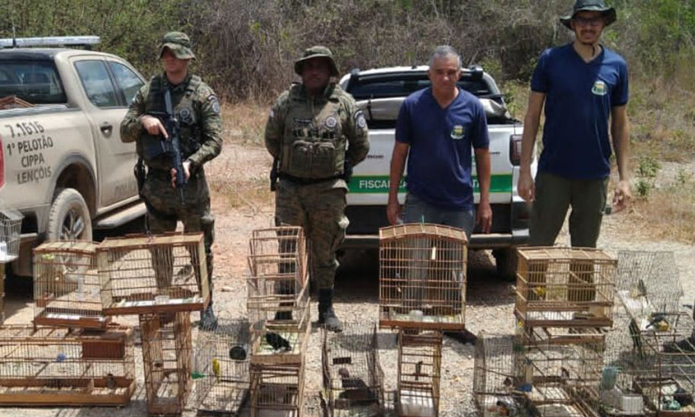 Operação conjunta resgata 75 aves silvestres em Riacho de Santana