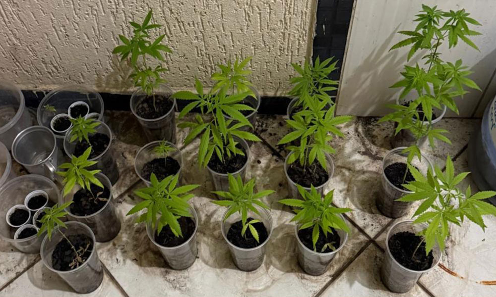 Homem é detido com 16 pés de maconha em residência na cidade de Macaúbas