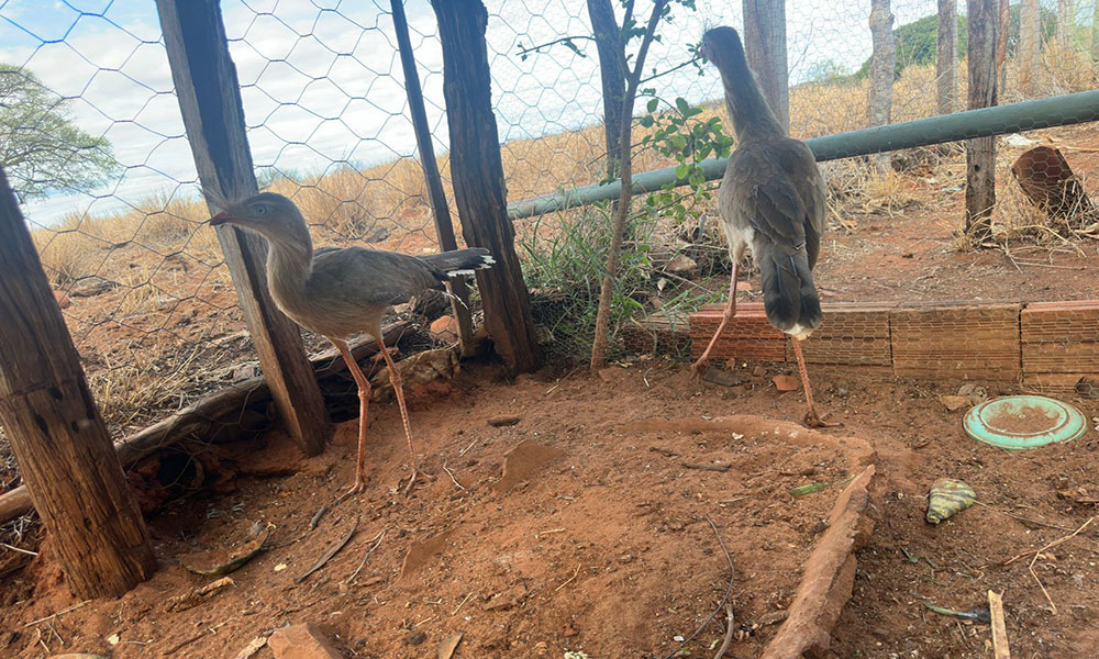 Seriemas são resgatadas e materiais de caça apreendidos pela CIPPA em Boquira