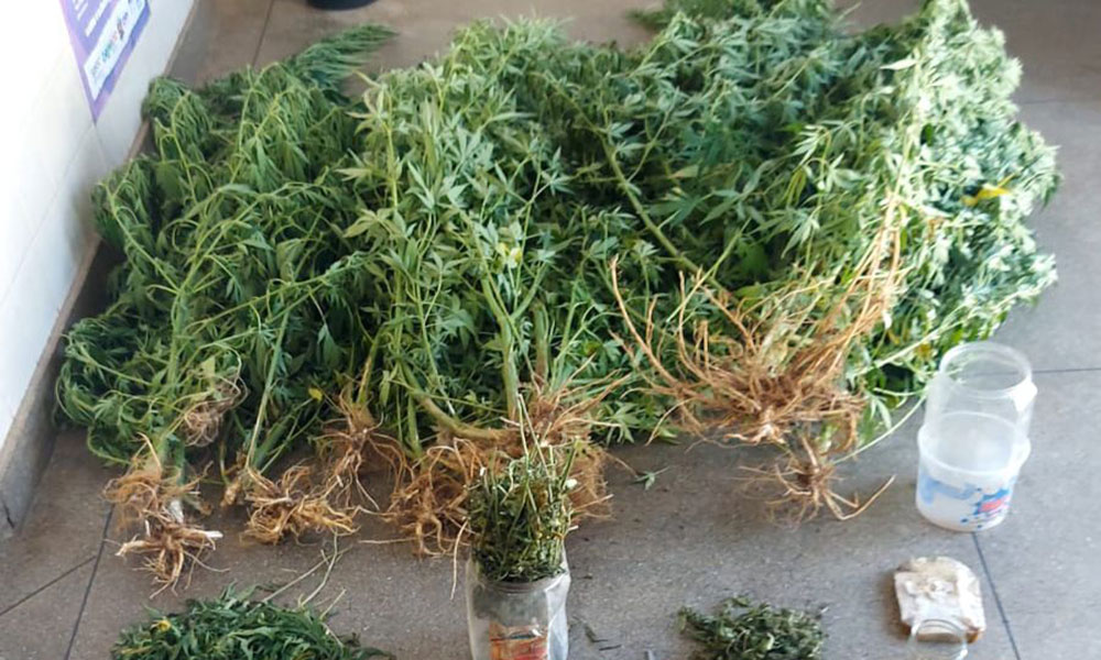 24º BPM interrompe cultivo ilegal de maconha e detém suspeitos em Ituaçu