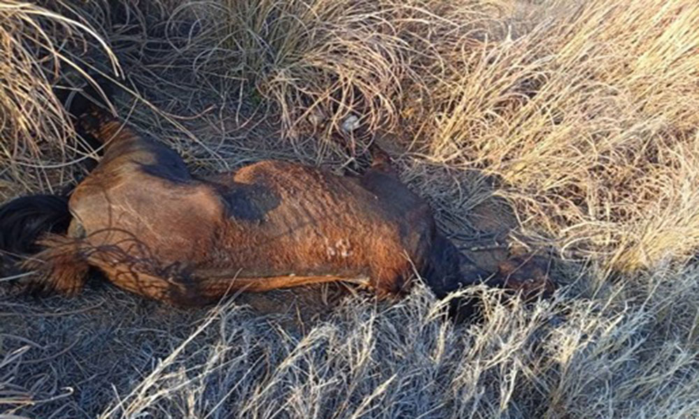 Motociclista fica ferido após colidir com cavalo na BA-573, em Guanambi