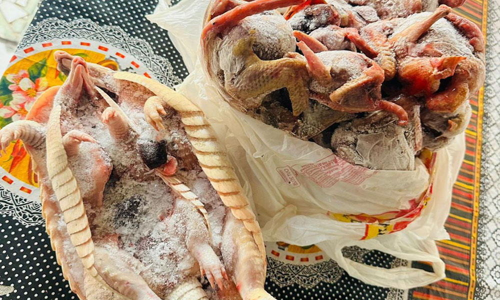 CIPPA/Lençóis flagra caça ilegal e apreende armas, animais abatidos e aves silvestres em Ibicoara