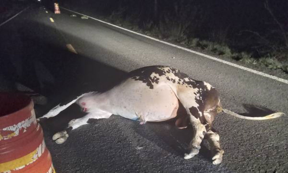 Colisão com animal deixa dois mortos na BR-122, em Guanambi