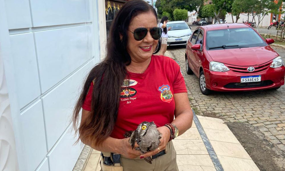 Urutau é resgatado por Brigadistas em Livramento de Nossa Senhora