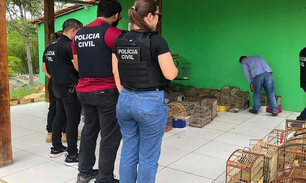 Polícia Civil desmantela cativeiro de animais silvestres e resgata aves na região de Iguaí