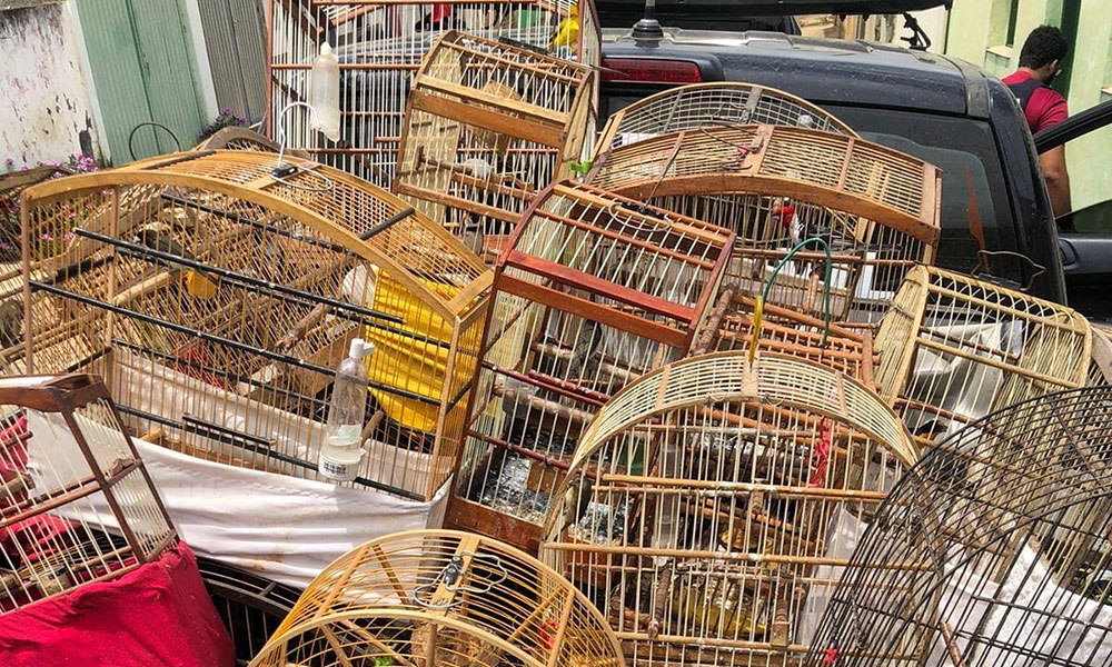 Polícia Civil desmantela cativeiro de animais silvestres e resgata aves na região de Iguaí