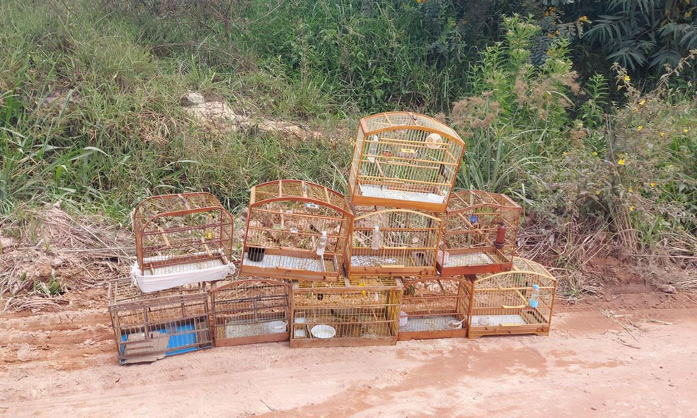 CIPPA/Lençóis resgata aves silvestres través de entrega voluntária de em Ibicoara