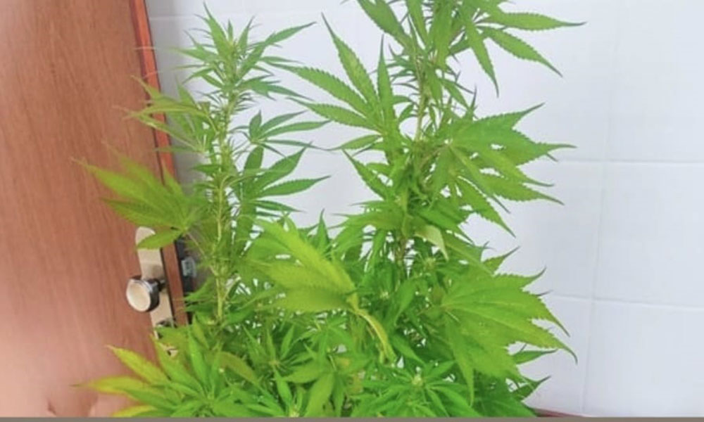 PM prende homem por cultivo de maconha durante patrulhamento em Barra da Estiva