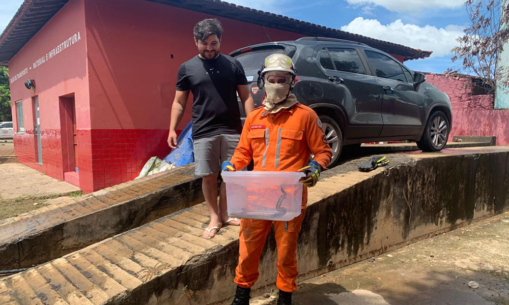 Bombeiros resgatam cobra no interior de veículo em Barreiras