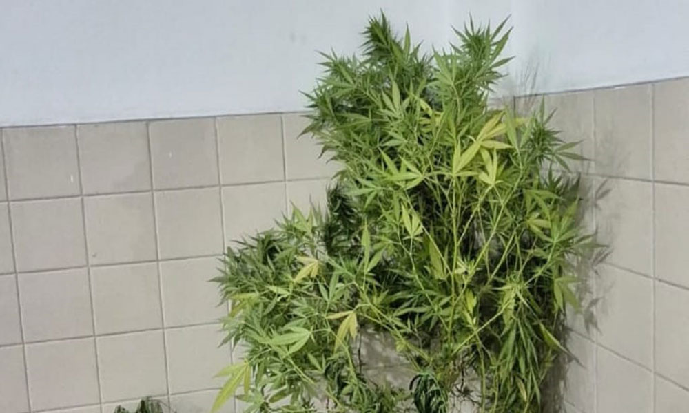 PM apreende pés de maconha na zona rural de Barra da Estiva