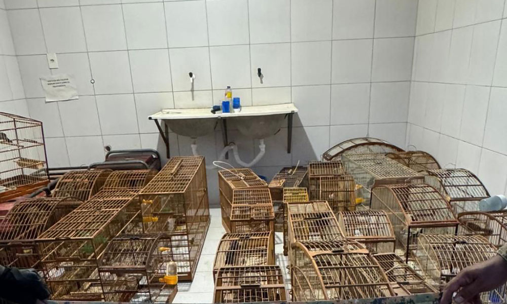 CIPPA/Lençóis apreende armas, drogas e resgata animais silvestres na zona rural de Seabra