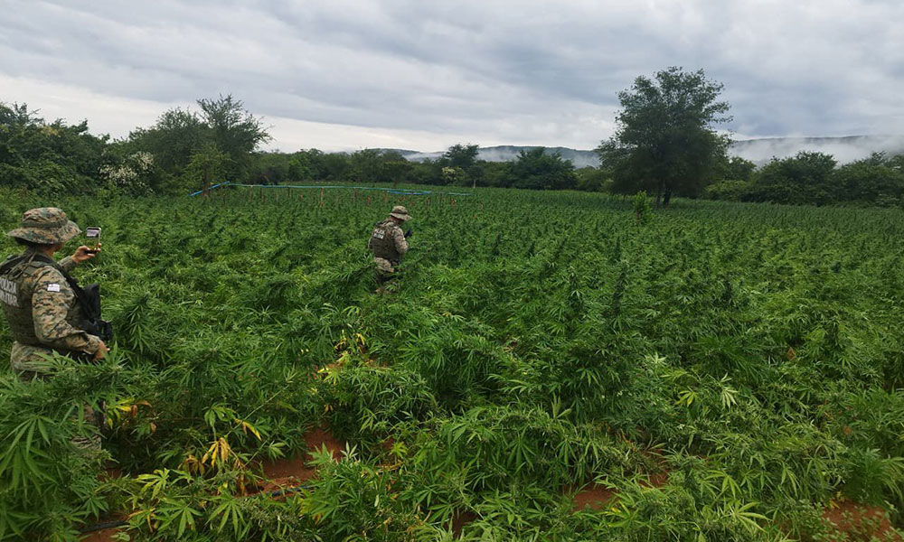 Operação erradica 200 mil pés de maconha e apreende 1 tonelada da droga em Brotas de Macaúbas